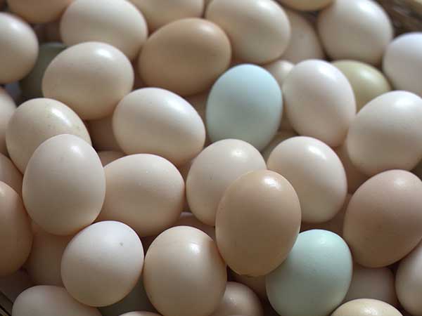 山西粉売鲜鸡蛋